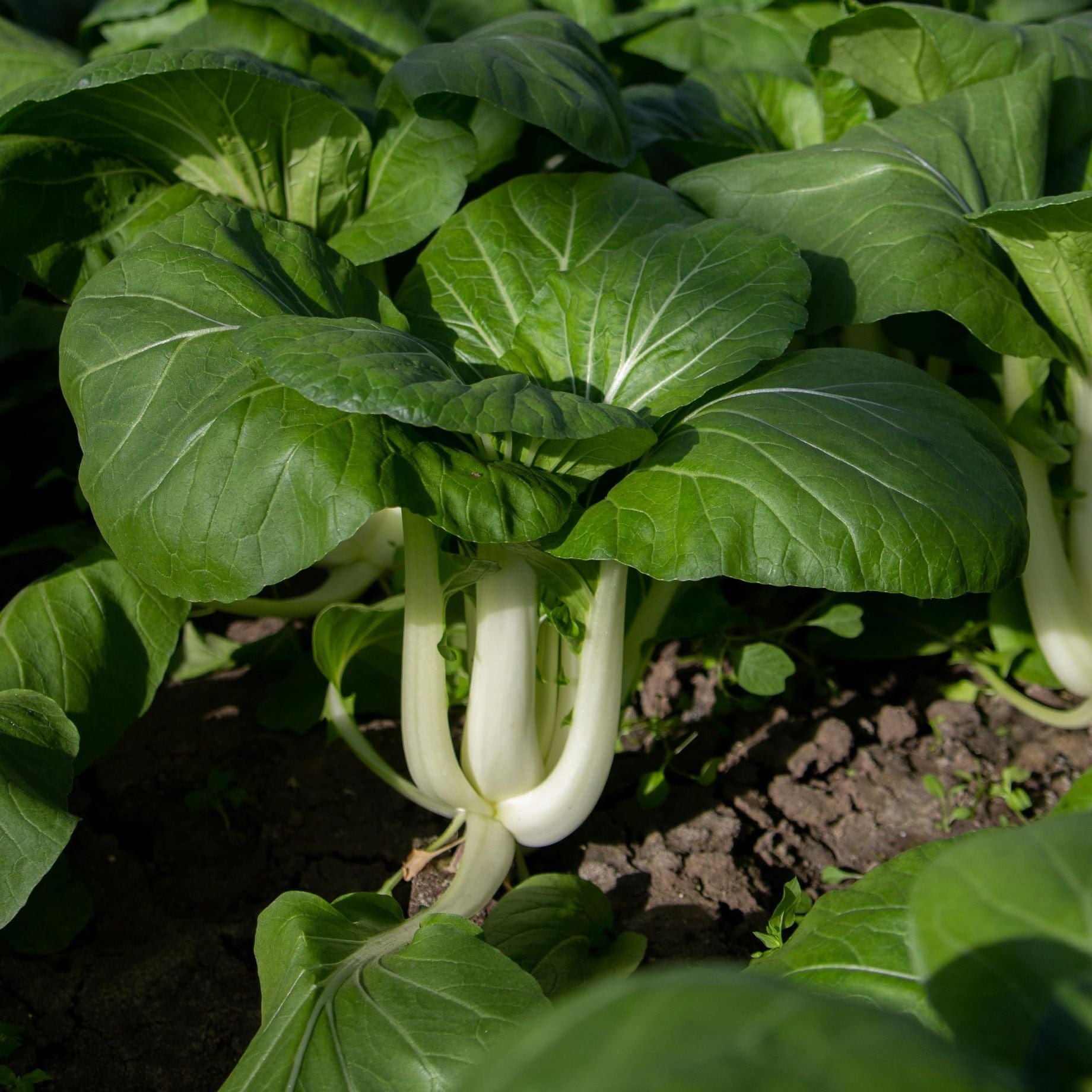 'Yang Qing Choi' Pak Choi Plants