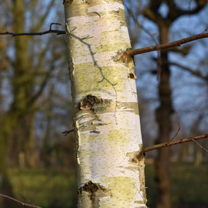 Paper Birch Tree | Betula Papyrifera Ornamental Trees