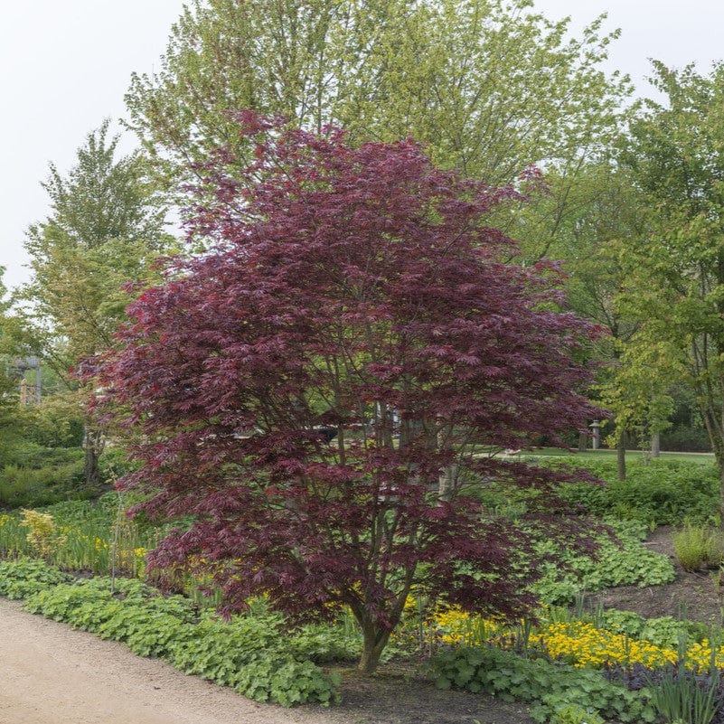 Japanese Maple Tree | Acer palmatum 'Trompenburg'