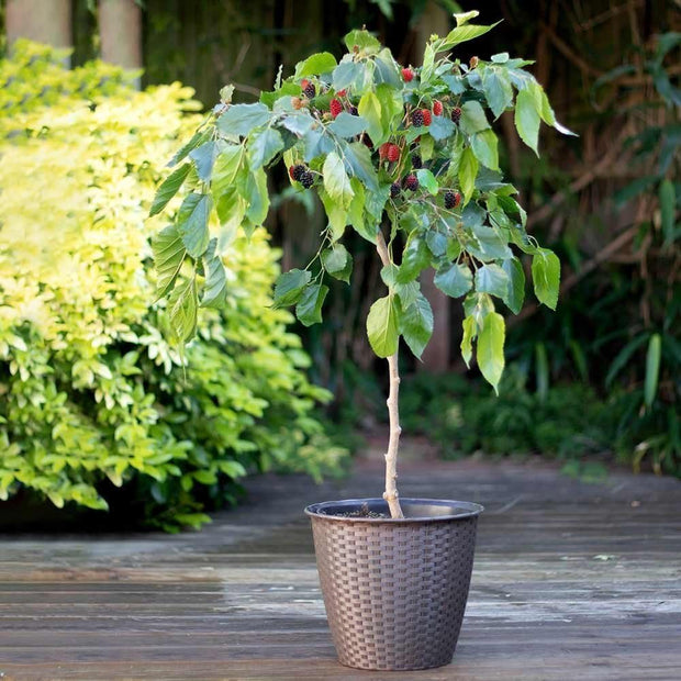 Patio Mulberry Tree | Morus Rotundiloba 'Mojo Berry'