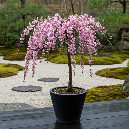 Patio Cherry Blossom Tree | Prunus 'Kiku-shidare-zakura' Ornamental Trees