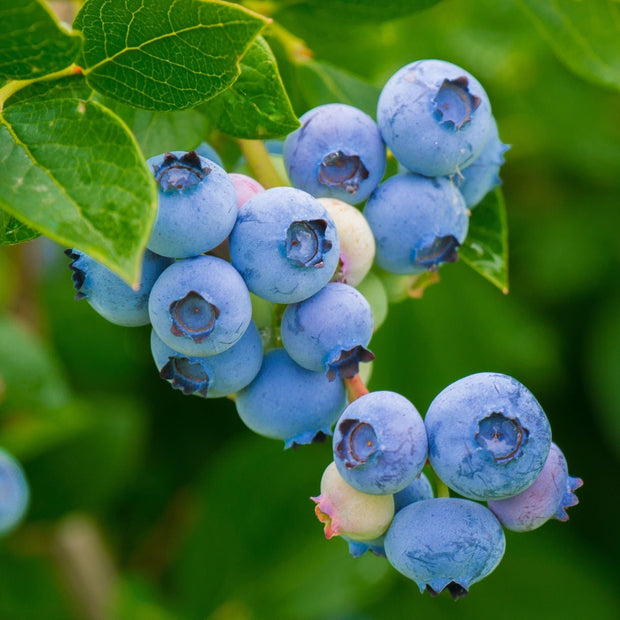 'Patriot' Blueberry Bush Soft Fruit