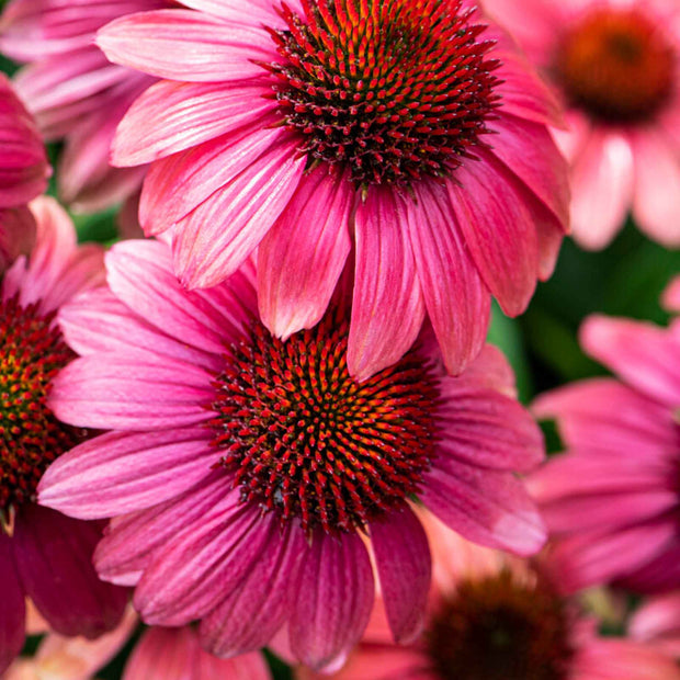 Echinacea 'Mooodz Sympathy' Perennial Bedding