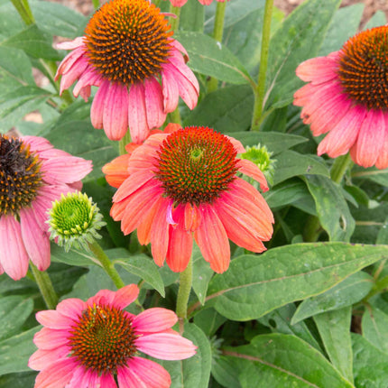 Echinacea 'SunSeekers Coral' Perennial Bedding