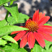 Echinacea 'SunSeekers Pomegranate' Perennial Bedding