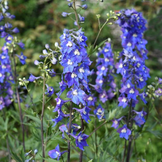 Delphinium elatum 'Blue Nile' Perennial Bedding