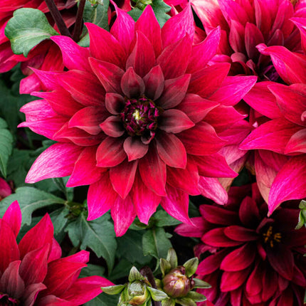 Dahlia 'Cabernet' Perennial Bedding