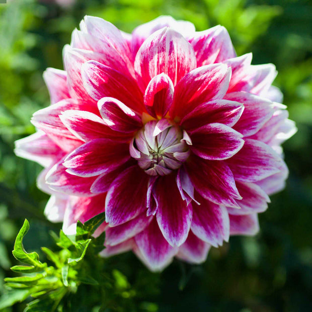 Dahlia 'Verdi Glory' Perennial Bedding