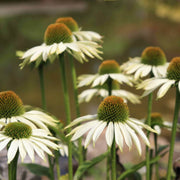 Echinacea 'White Meditation' Perennial Bedding