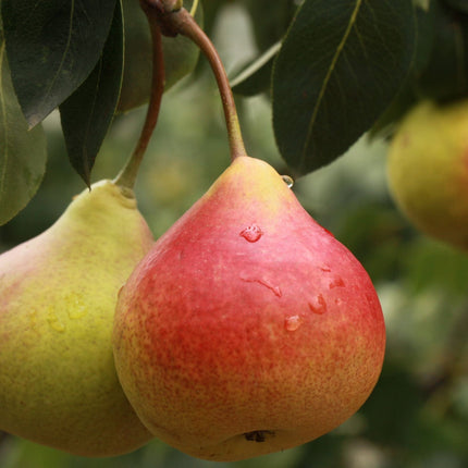 Stepover Pear Tree Trained Fruit Trees