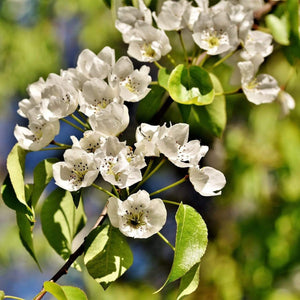 Duo Pear Tree | 'Williams' Bon Chrétien' & 'Conference' Trained Fruit Trees