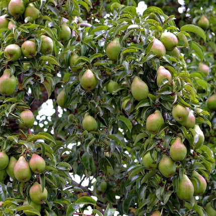 Family Pear Tree Fruit Trees