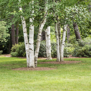 Paper Birch Tree | Betula Papyrifera Ornamental Trees