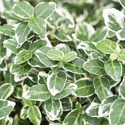 Patio Spindle Tree | Euonymus Fortunei 'Emerald Gaiety' Ornamental Trees