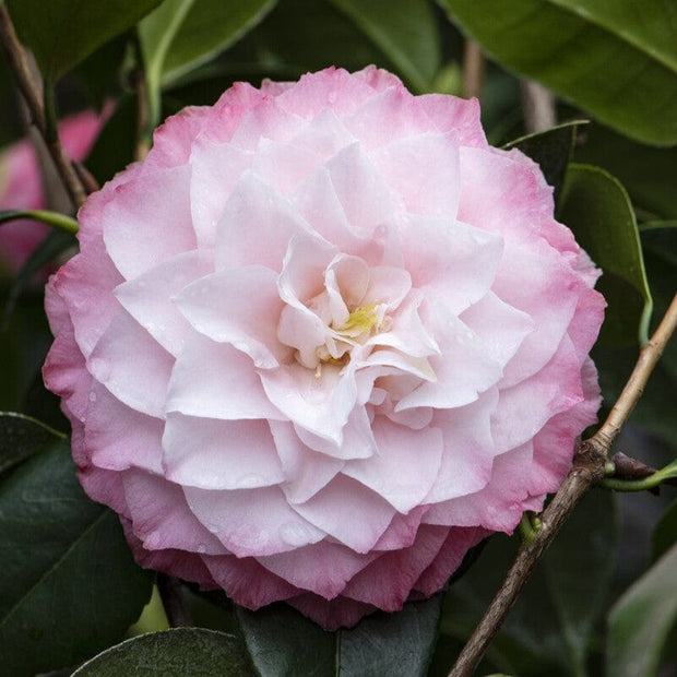 Pink Japanese Camellia | Camellia japonica 'Nuccio's Pearl' Shrubs