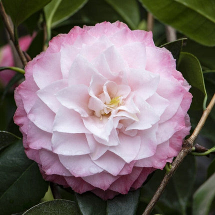 Pink Japanese Camellia | Camellia japonica 'Nuccio's Pearl' Shrubs