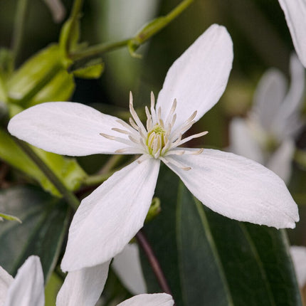 Evergreen Clematis | Clematis armandii