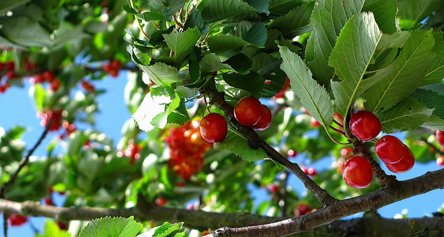 Picking the Perfect Cherry Tree: 4 Step Guide