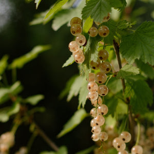 'Gloire de Sablons' Pink Currant Plant Soft Fruit