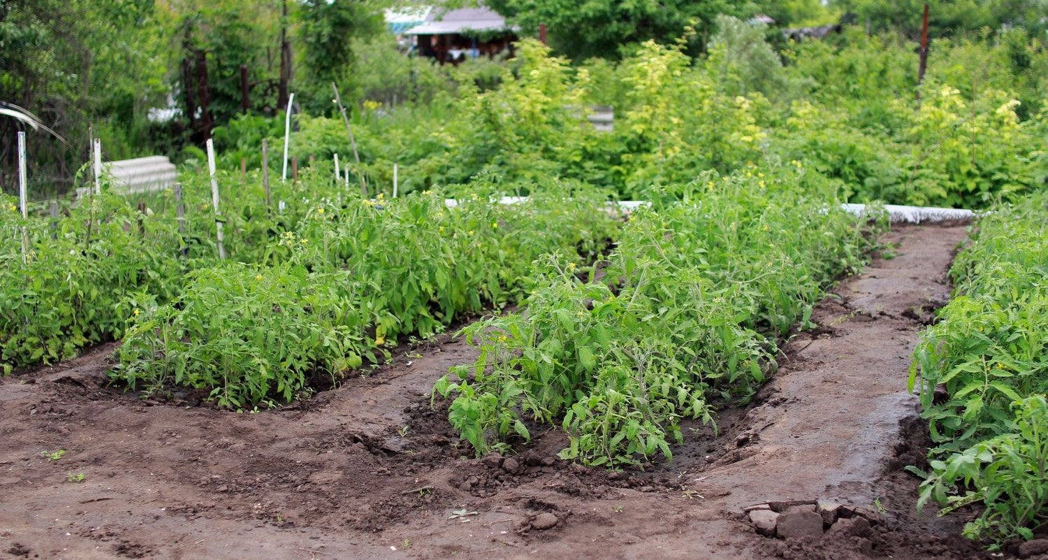 How to Plan Your Vegetable Garden