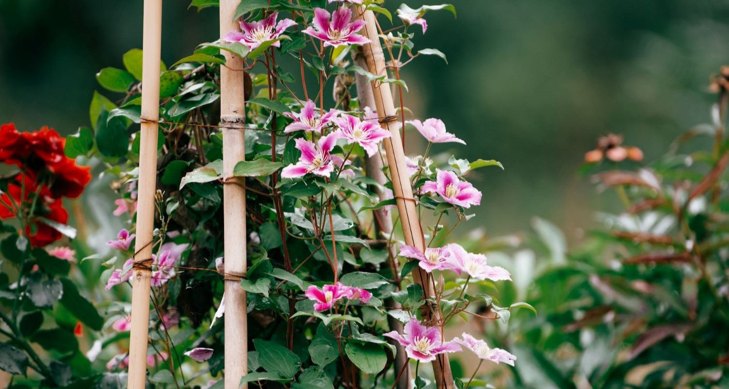 Planting Climbers: A Beginner’s Guide