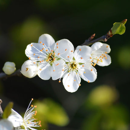 'Mirabelle Golden Sphere' Plum Tree Fruit Trees