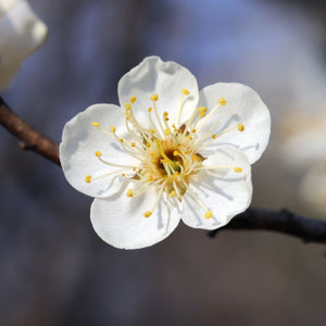 'Hauszwetsche' Plum Tree Fruit Trees