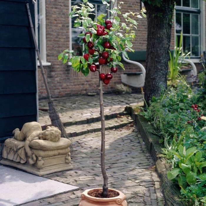 Patio Plum Tree