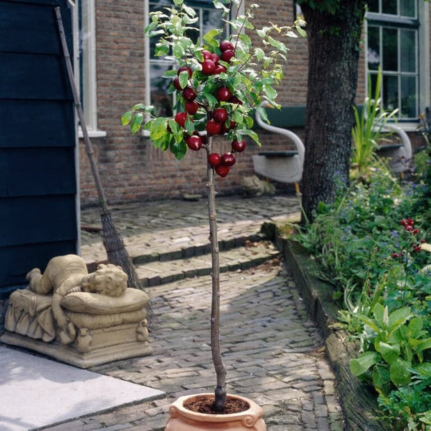 Patio Plum Tree Trained Fruit Trees