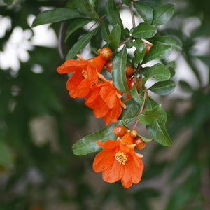 UK Hardy Pomegranate Bush Soft Fruit