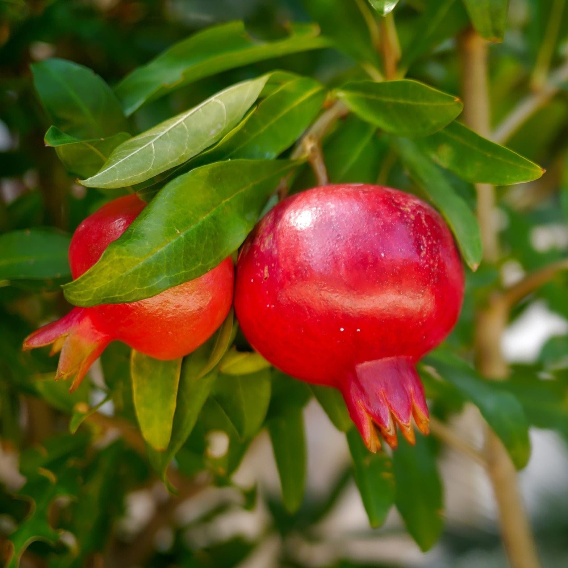 Pomegranate Bush