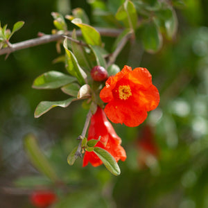 'Provence' Pomegranate Bush