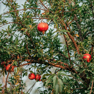 'Provence' Pomegranate Bush