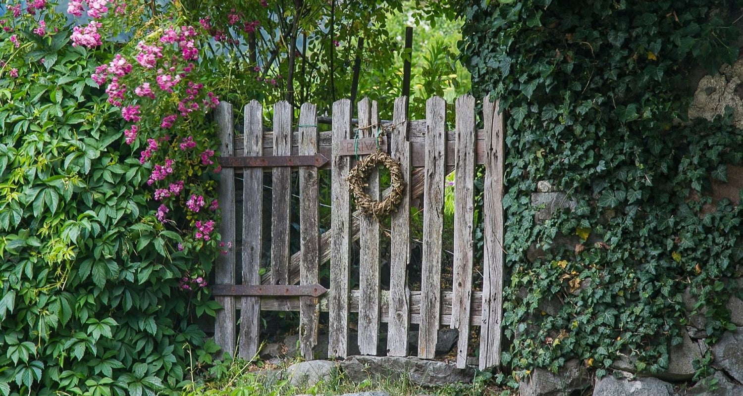 The Best Privacy Plants to Screen Your Neighbours