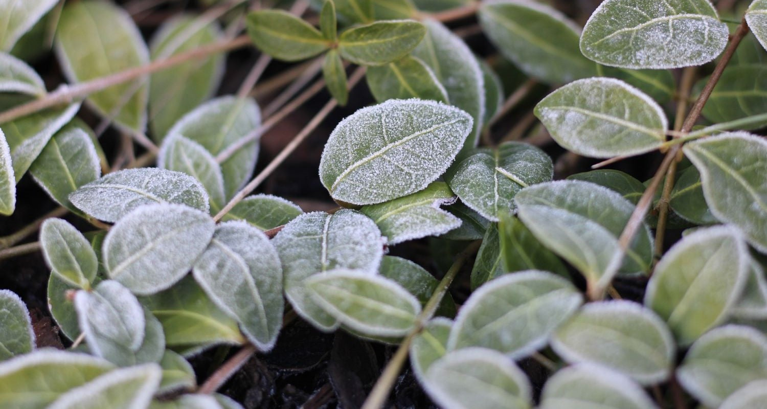 5 Ways to Protect Your Plants from Frost