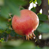 'Provence' Pomegranate Bush