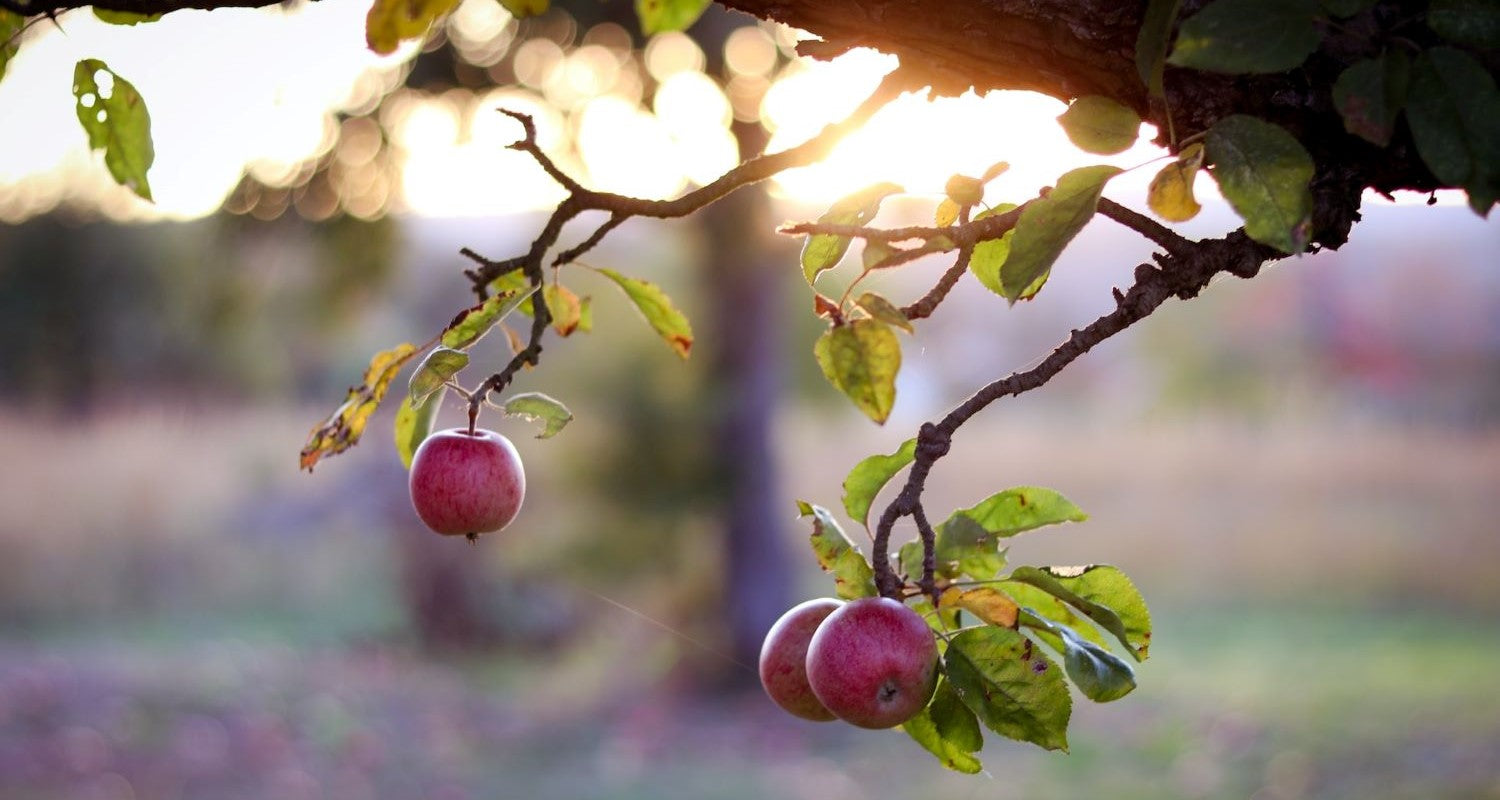 Pruning Apple Trees: A Complete Guide