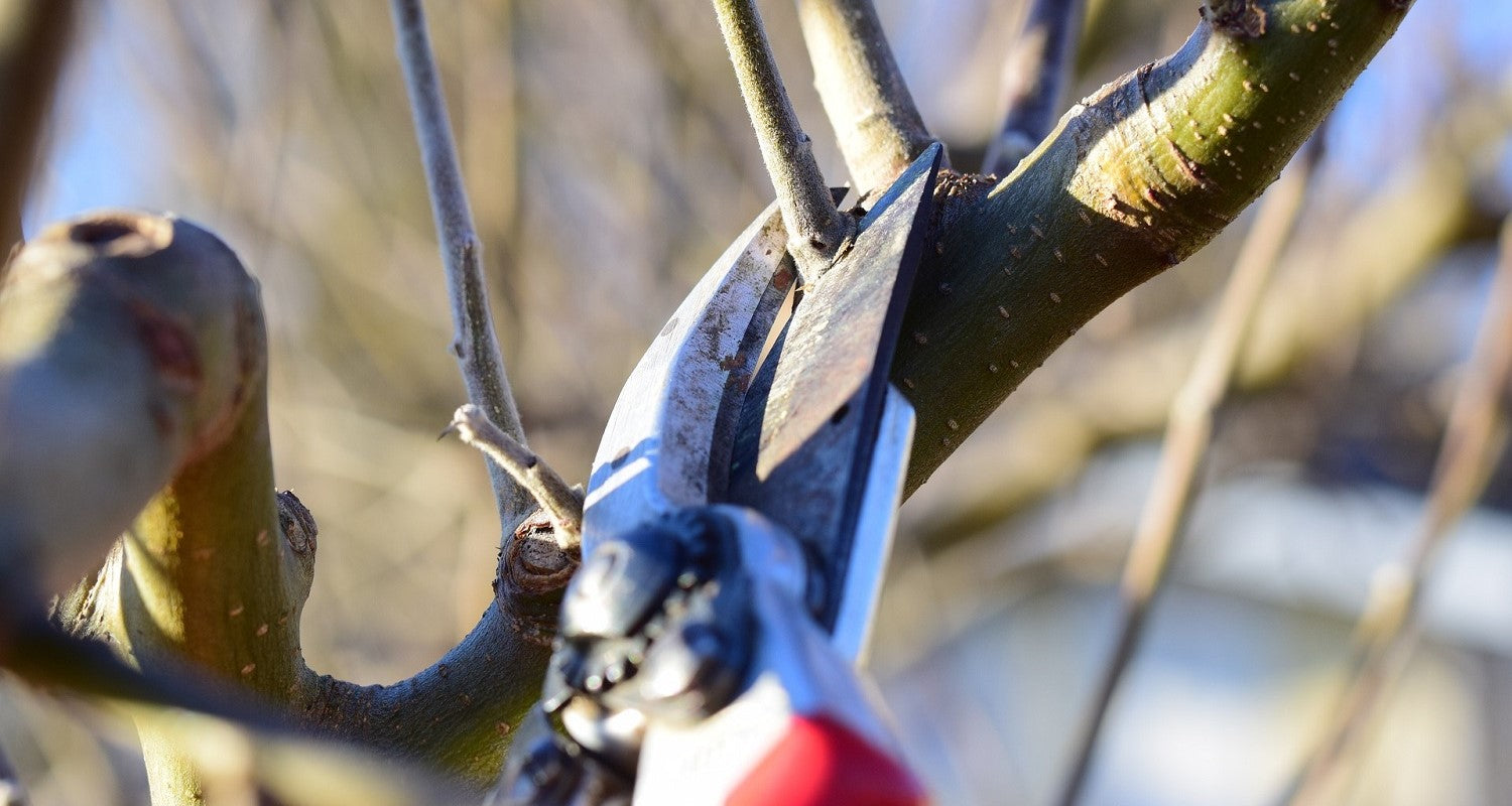 Pruning Apricot Trees: The Ultimate Guide