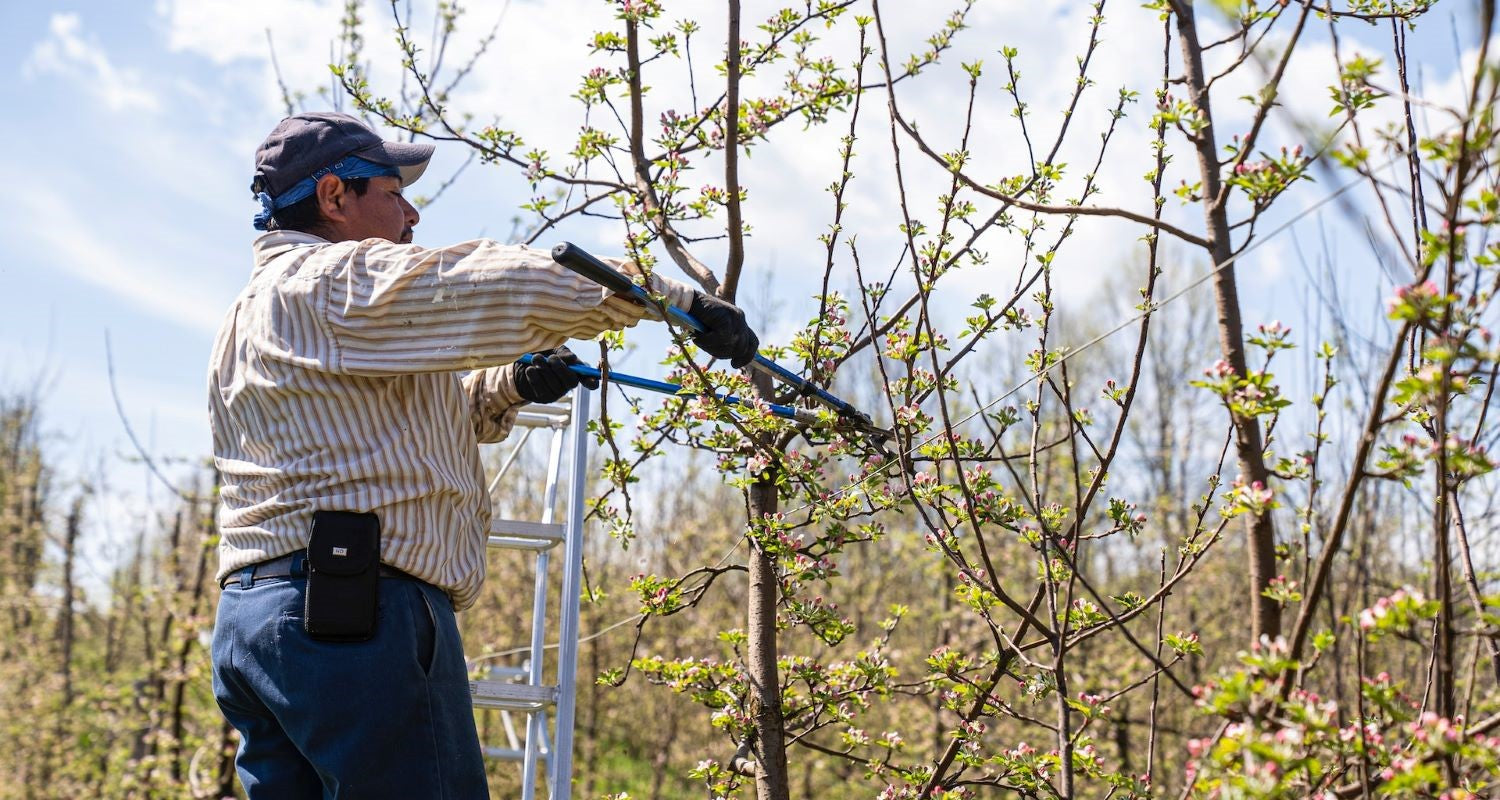 Pruning Cherry Trees: Fruiting and Flowering