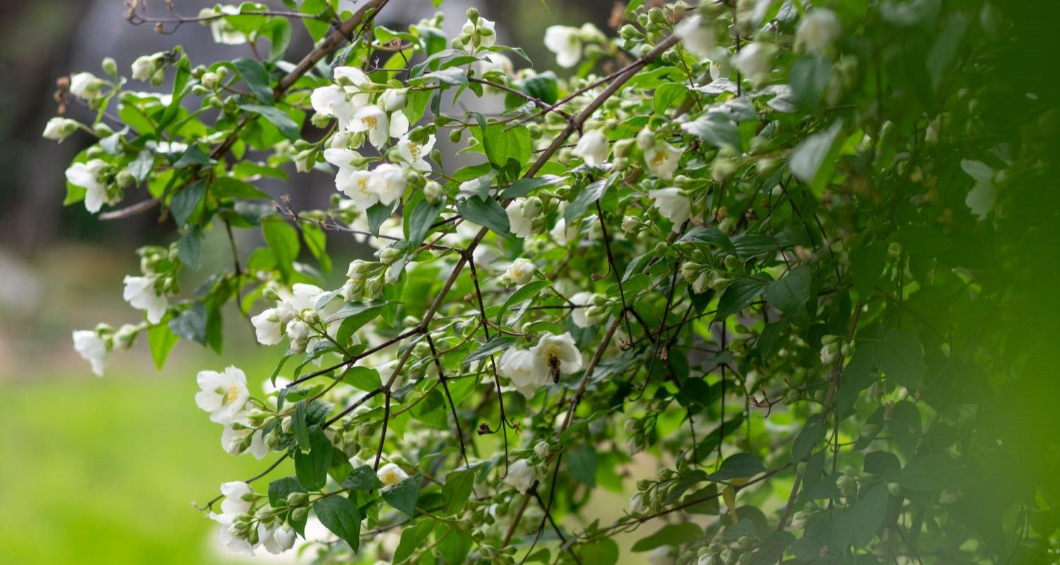 Pruning Climbers: A Grower’s Guide