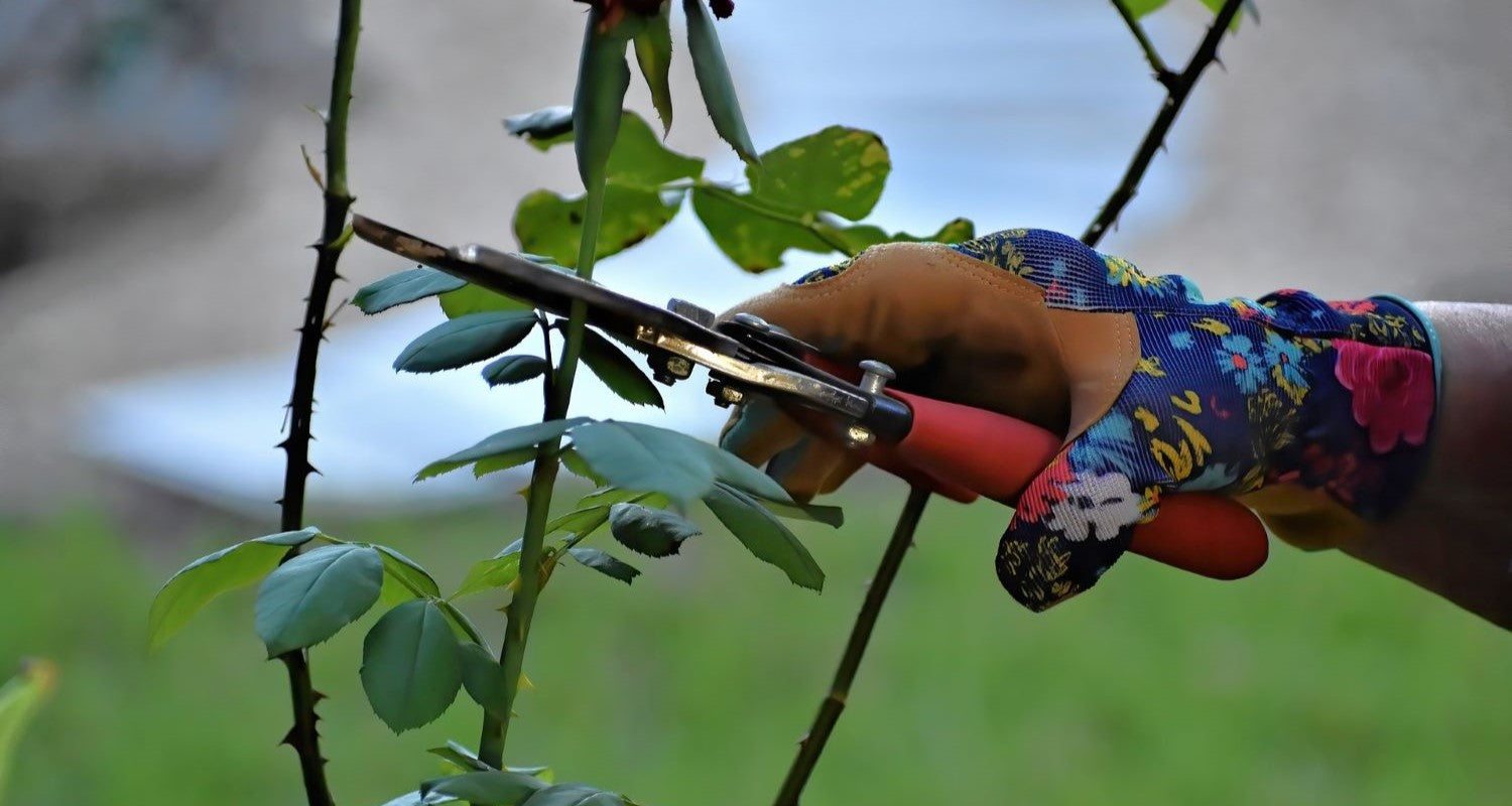 Pruning Roses: A Grower’s Guide