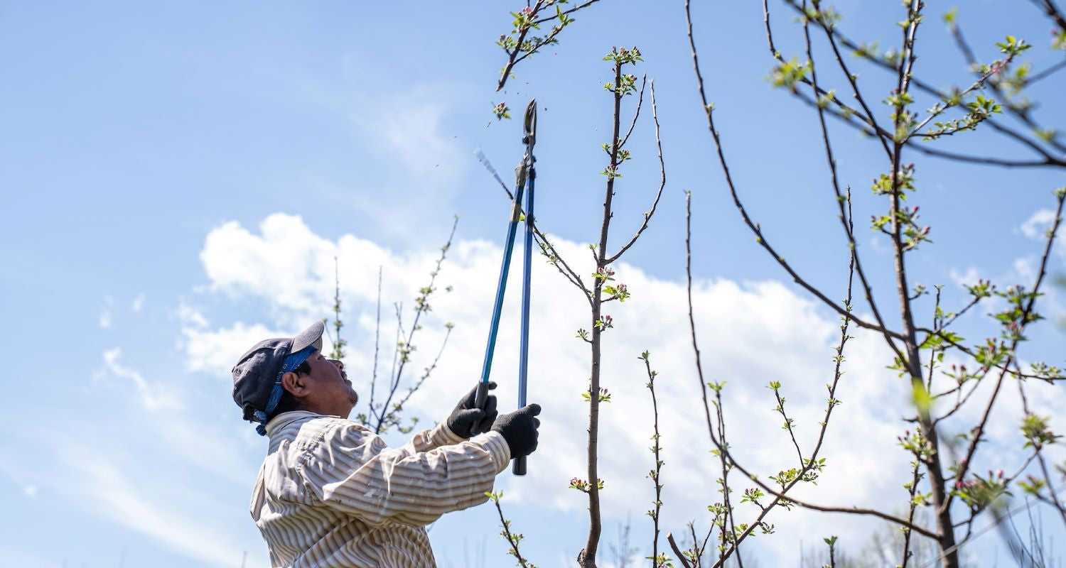 Do You Have to Prune Trees?