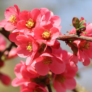 'Vranja' Quince Tree Fruit Trees