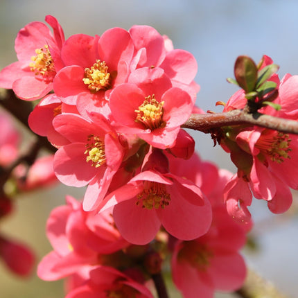 'Vranja' Quince Tree Fruit Trees