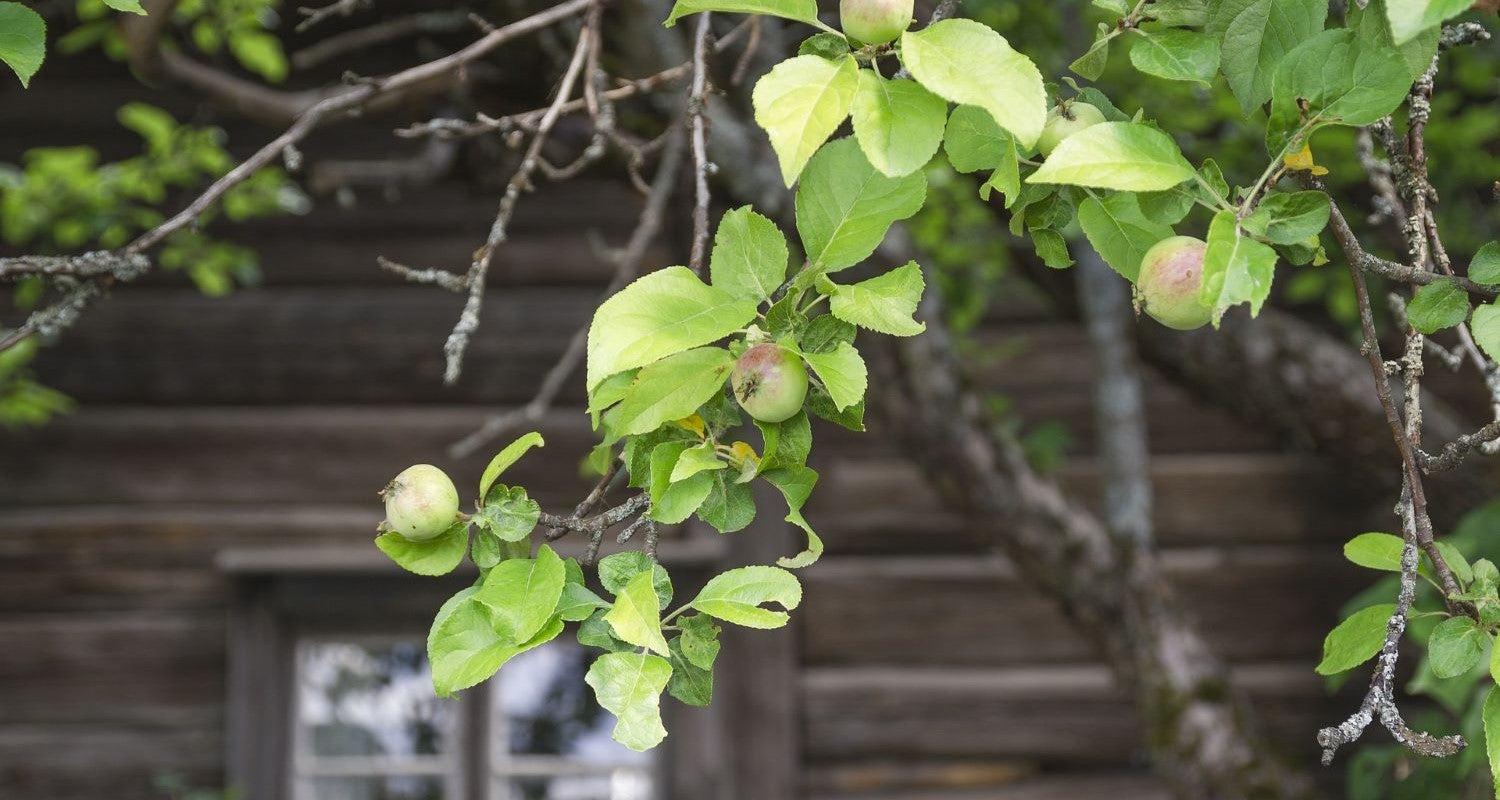 Rare Apple Varieties: UK’s Best Heritage Apples