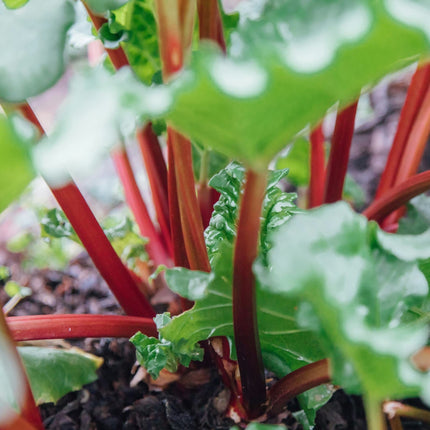 'Raspberry Red' Rhubarb Plant Soft Fruit