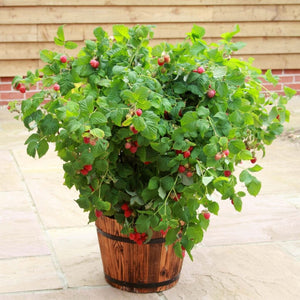 'Yummy' Patio Raspberry Plant Soft Fruit