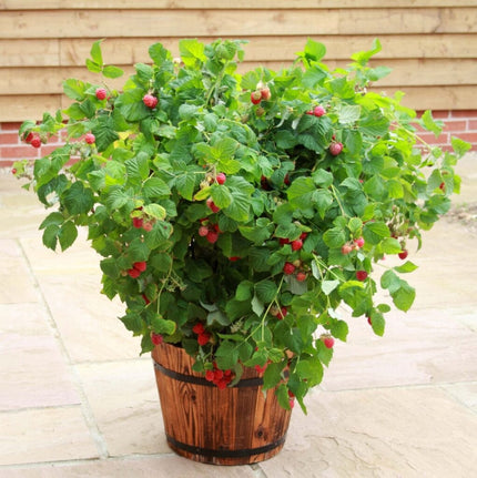 'Yummy' Patio Raspberry Plant Soft Fruit
