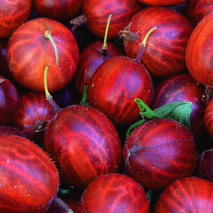 'Hinnonmaki Red' Gooseberry Bush Soft Fruit