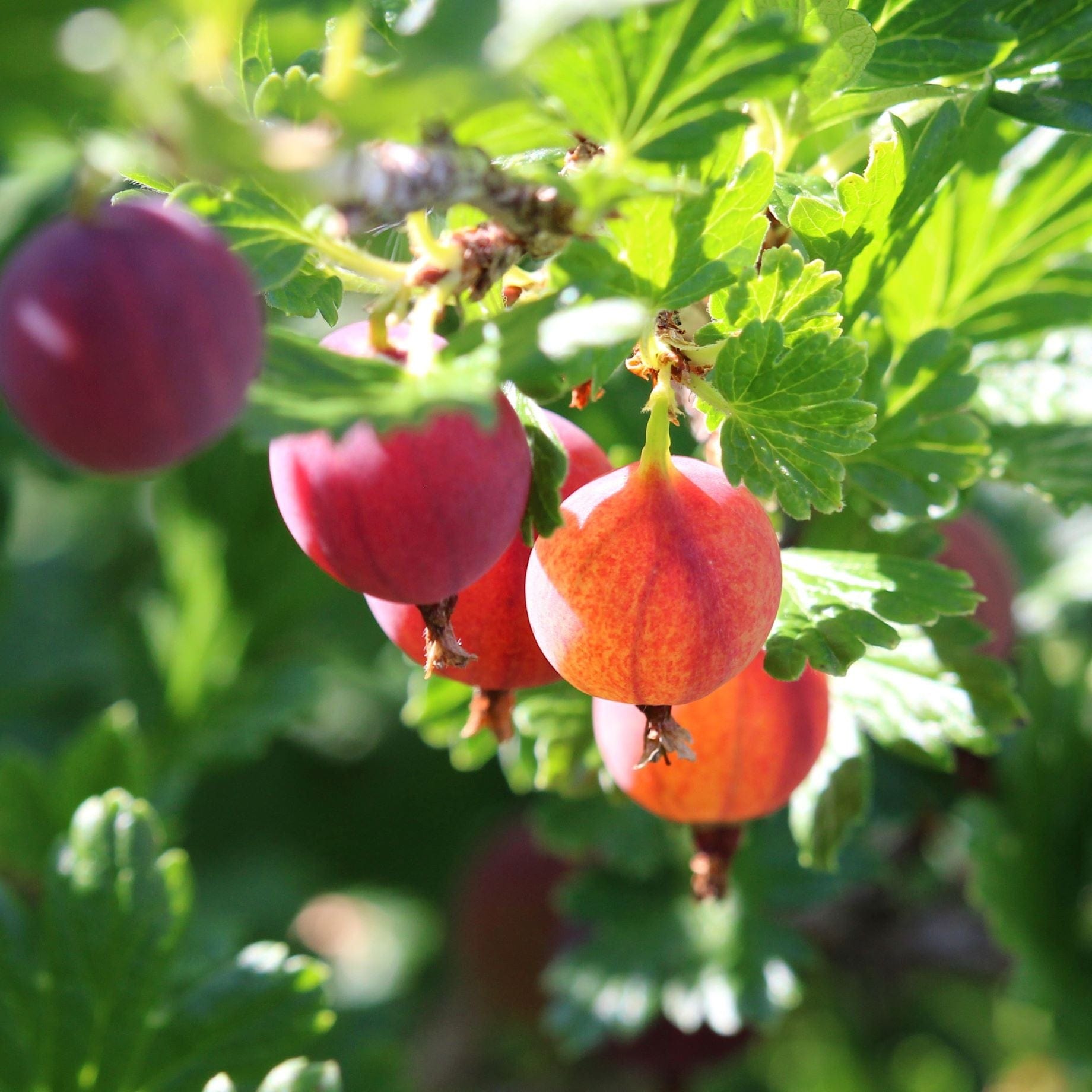 'Hinnonmaki Red' Gooseberry Bush